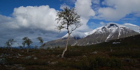 Birch trees in front of Áhkká