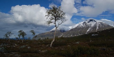 Birch trees in front of hkk