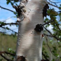 Birch