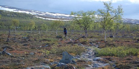 Birch forest along the Padjelanta trail