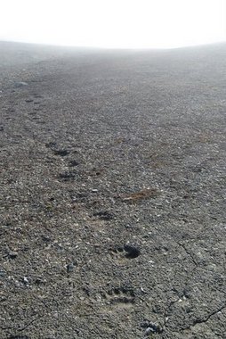 Polarbear tracks