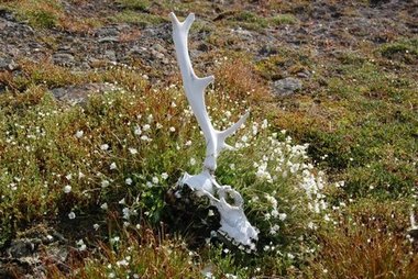 A dead reindeer has provided nutrients to the vegetation