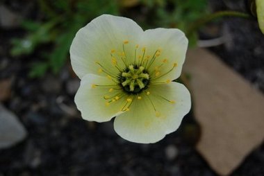 Arctic flower, Svalbard