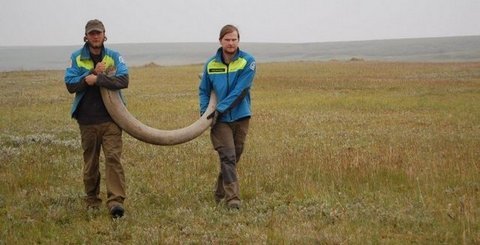 Mammoth tusk, Taymyr