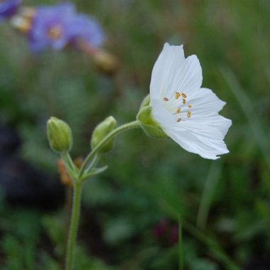 Arctic flower