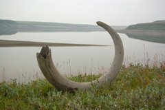 Mammoth tusk, Taymyr