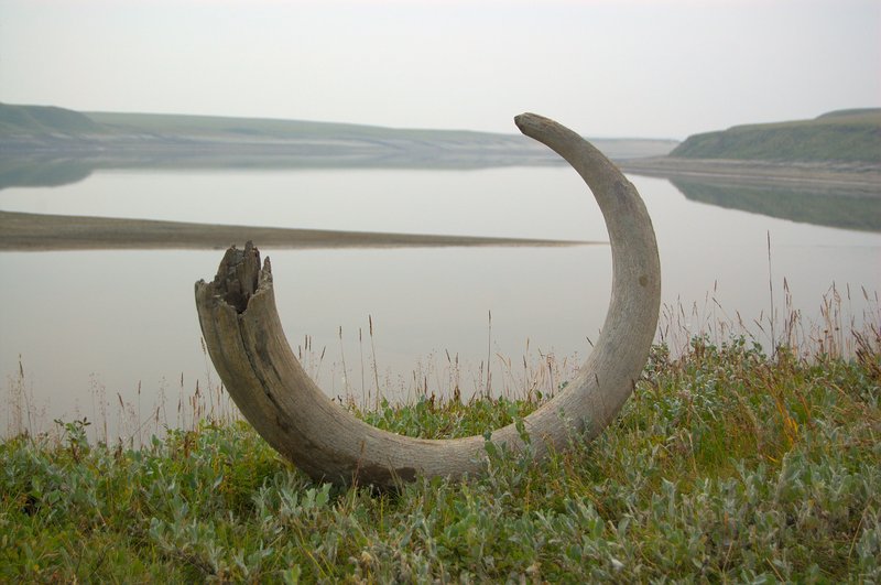 Mammoth tusk